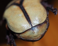 Diaphonia xanthopyga