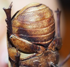 Diaphonia xanthopyga