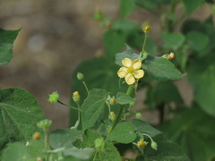 Abutilon viscosum