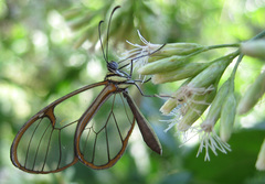 Episcada hymenaea hymenaea
