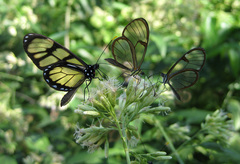Episcada hymenaea hymenaea