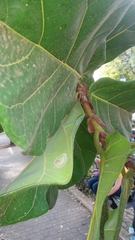 Ficus lyrata