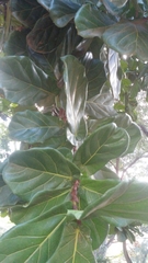 Ficus lyrata