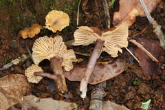 Cantharellus atrolilacinus