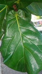 Ficus lyrata
