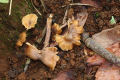 Cantharellus atrolilacinus