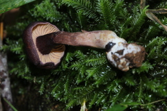 Cantharellus atrolilacinus
