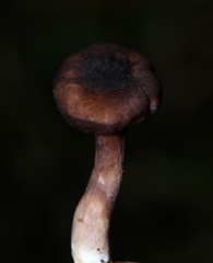 Cantharellus atrolilacinus