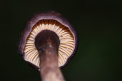 Cantharellus atrolilacinus