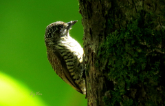 Picumnus lafresnayi