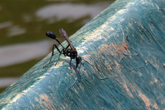 Eremnophila