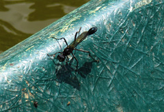 Eremnophila