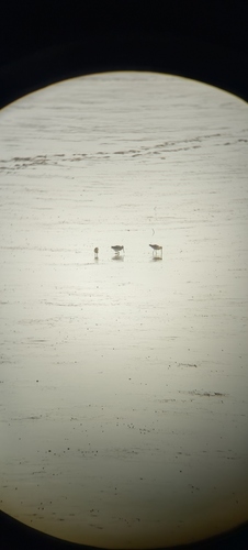 Asian Dowitcher