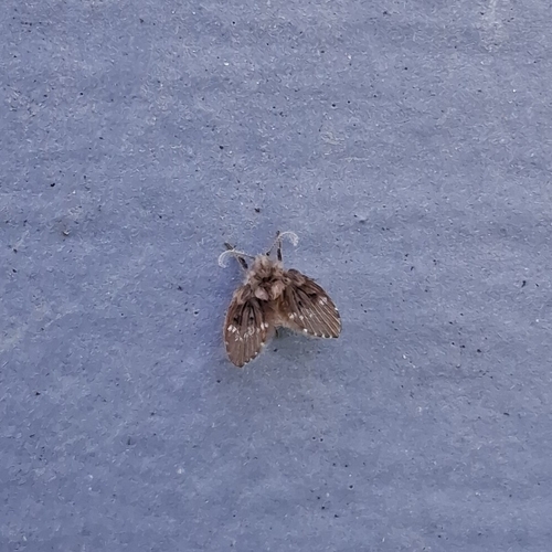 Unknown species found near Silverton, OH, USA