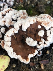 Abortiporus biennis