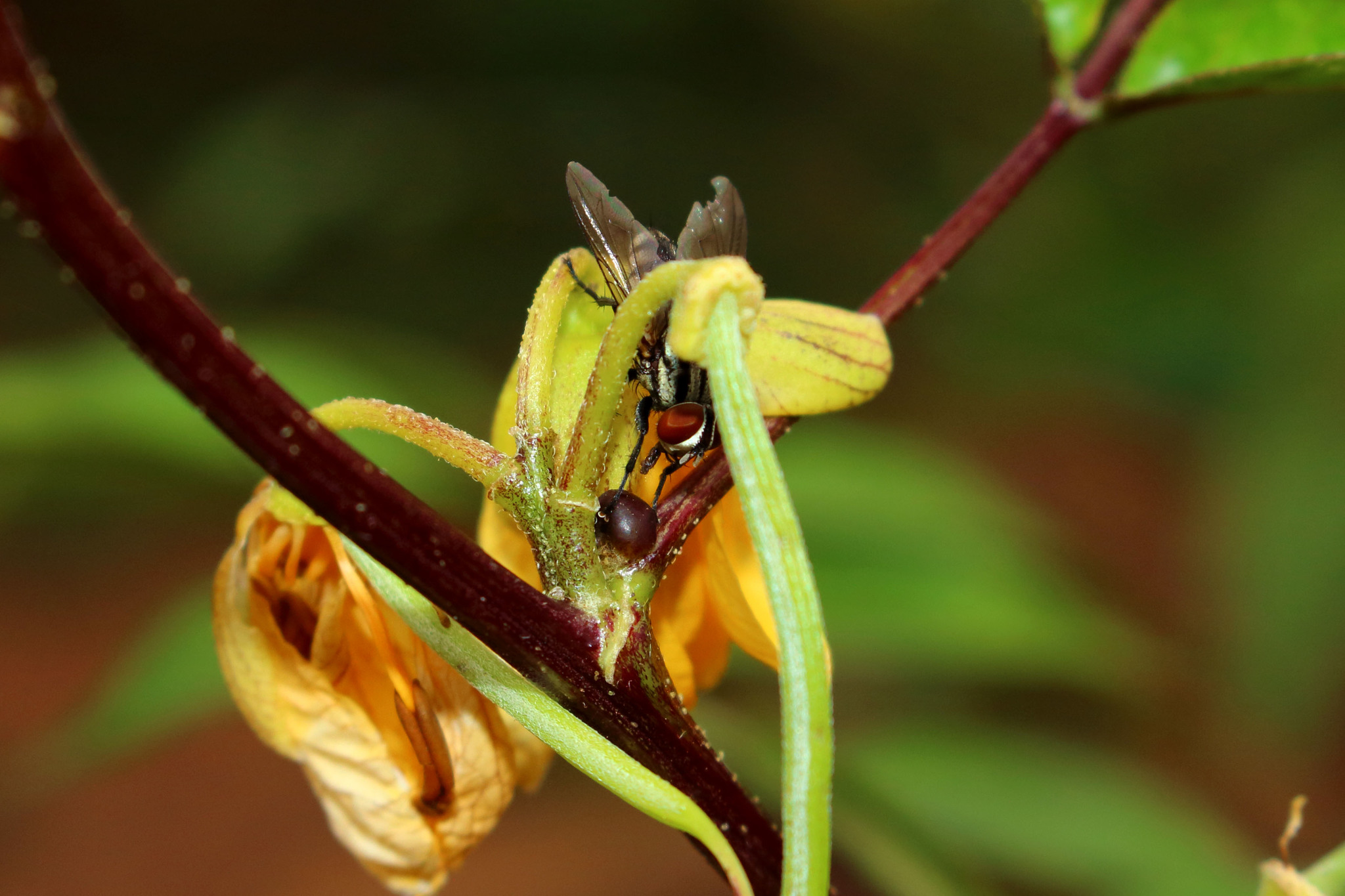 Senna occidentalis