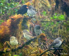 Camarhynchus parvulus
