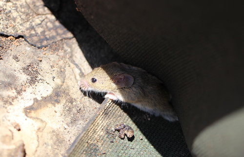 Algerian Mouse, 8600 Barão de São João, Portugal, photo 9 of 10