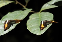 Adelpha cocala
