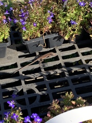 Anolis carolinensis