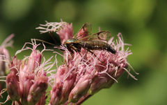 Synanthedon