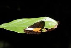Adelpha cocala