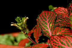 Fittonia