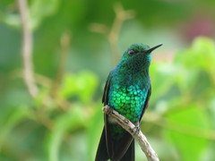 Chlorostilbon assimilis