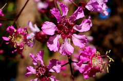 Physocalymma scaberrimum