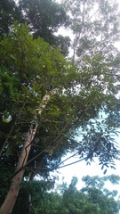 Simarouba