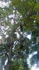 Simarouba