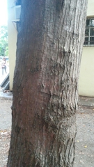 Simarouba