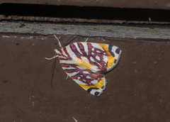 Sinna calospila
