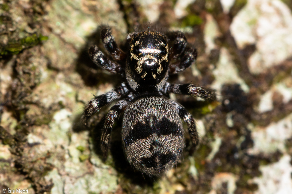 Corythalia conferta