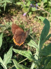Heliophorus