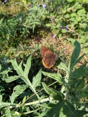 Heliophorus