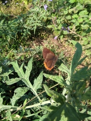 Heliophorus