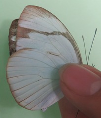 Itaballia demophile centralis