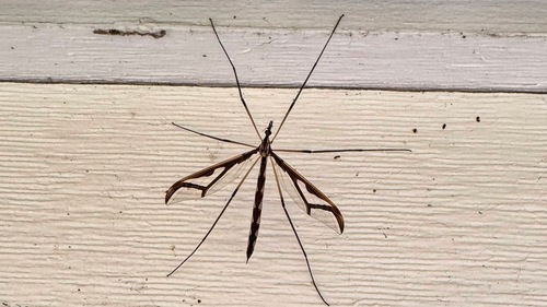 Unknown species found near Lake County, MN, USA