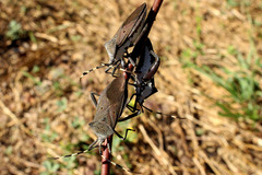 Molchina compressicornis