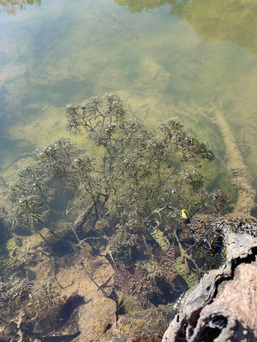 Brittle Naiad (Najas minor)