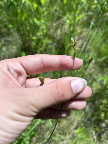 tinged sedge (Carex tincta)