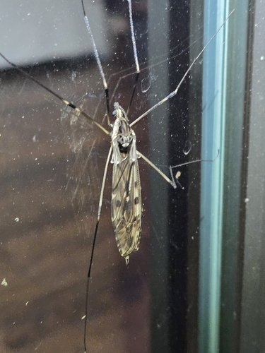 Unknown species found near Kingston Springs