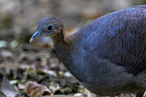 Solitary Tinamou (Tinamus solitarius)