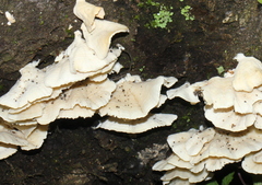 Trametes membranacea