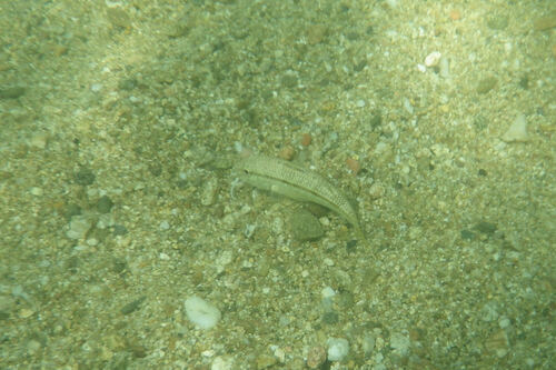 Mullus surmuletus