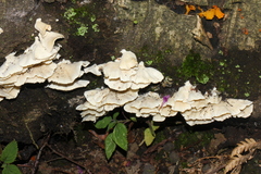 Trametes membranacea