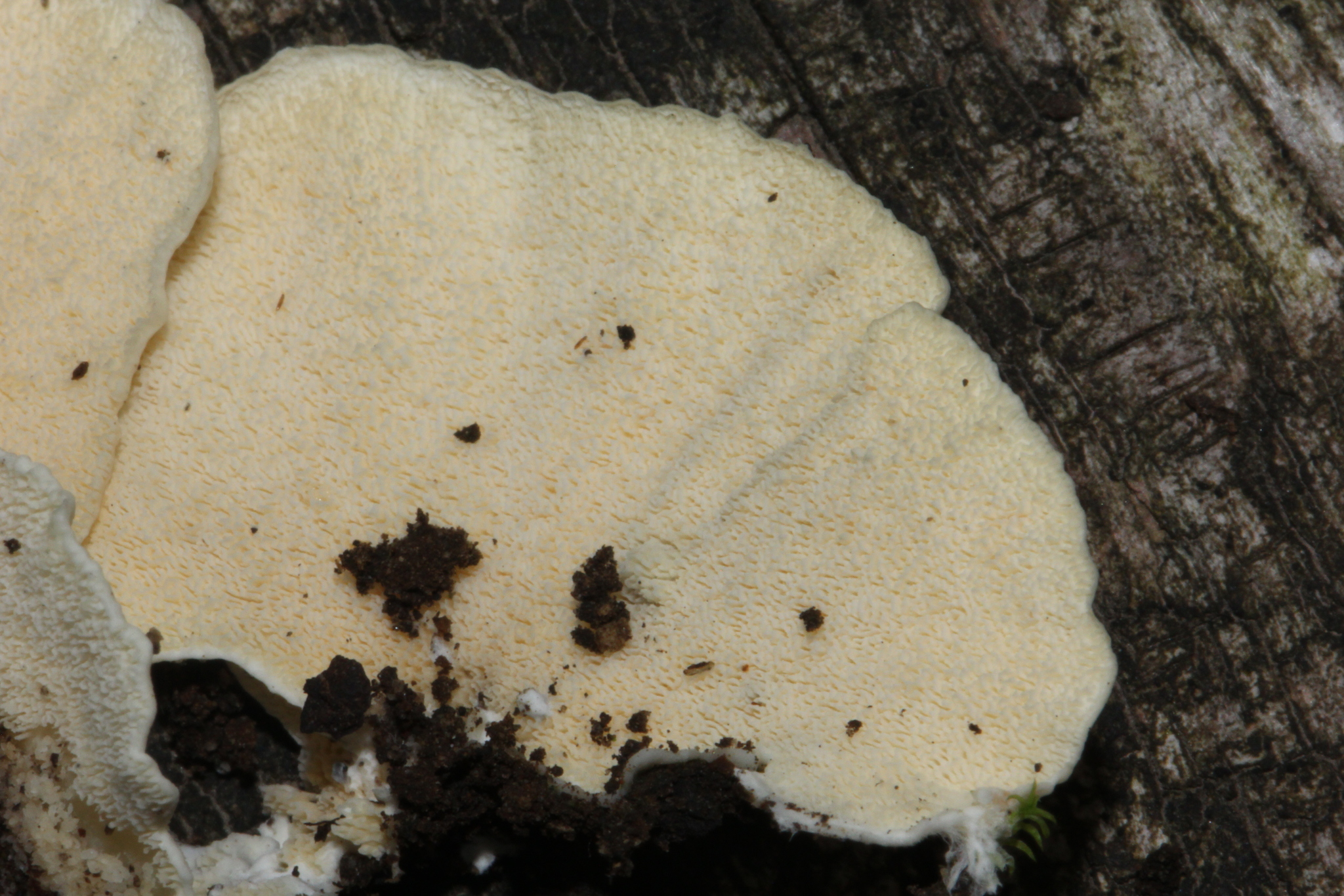 Trametes membranacea image