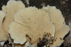 Trametes membranacea