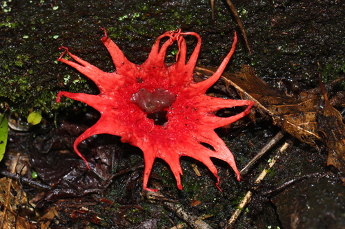 anemone stinkhorn fungus